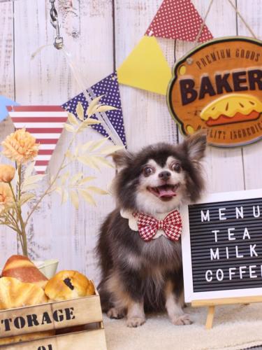 20240903チップくん